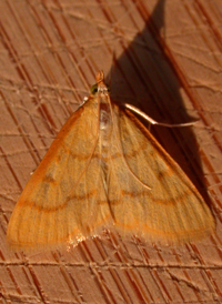 Northern Helvibotys